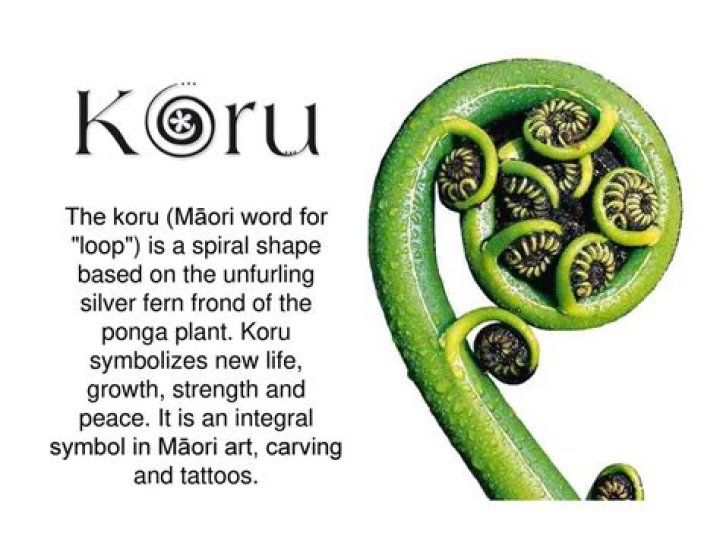 What does a Koru represent?