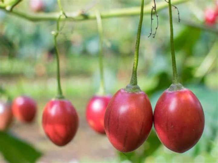 What does a tree tomato taste like?