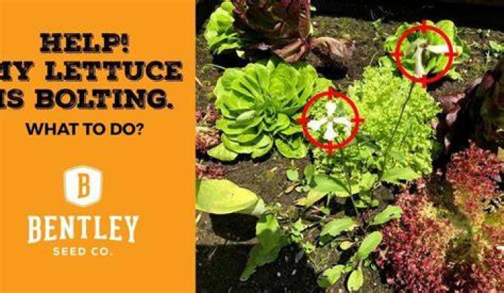 What does it mean when your lettuce bolts?