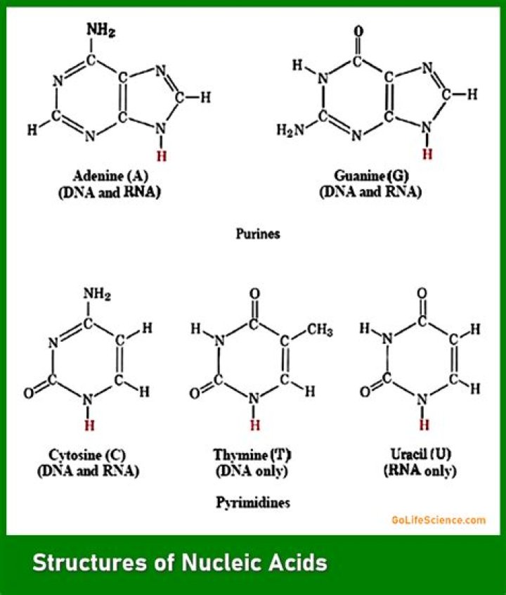 What elements are found in nucleic acids?