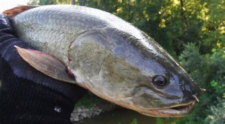 What is a Grenal fish?