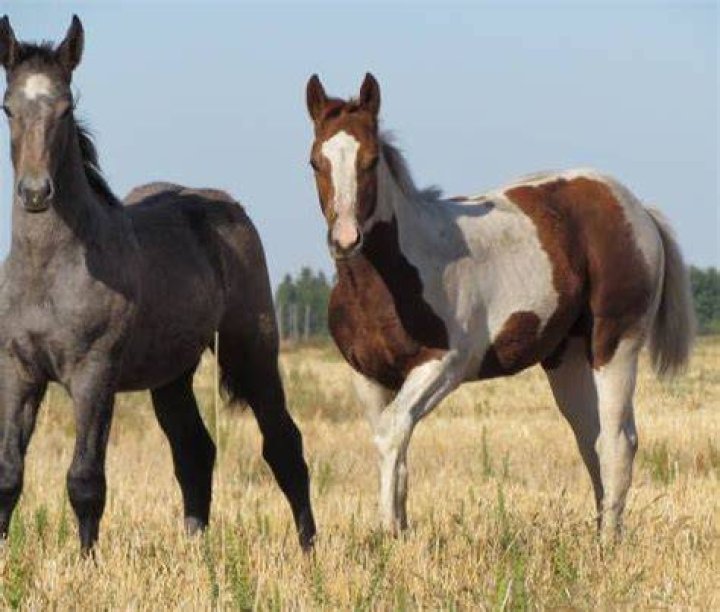 What is a PMU foal?