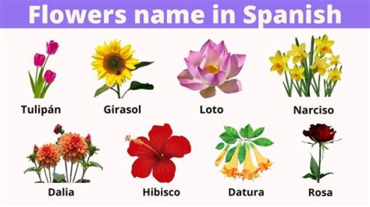 What is Flower Spanish?