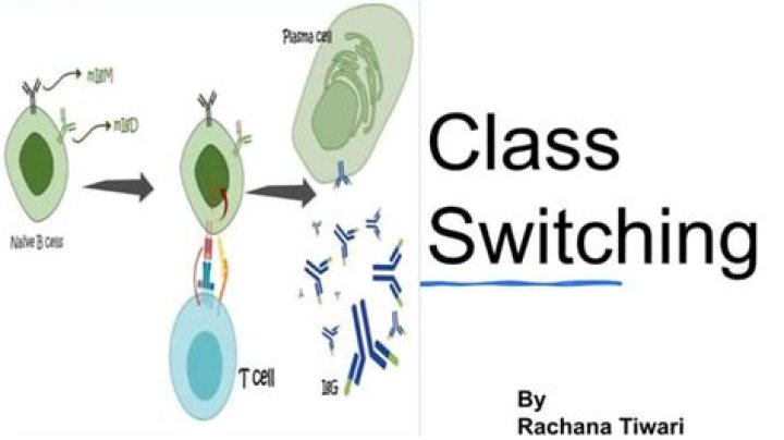 What is meant by class switching?