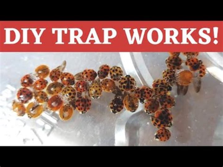 What kills Asian lady beetles?