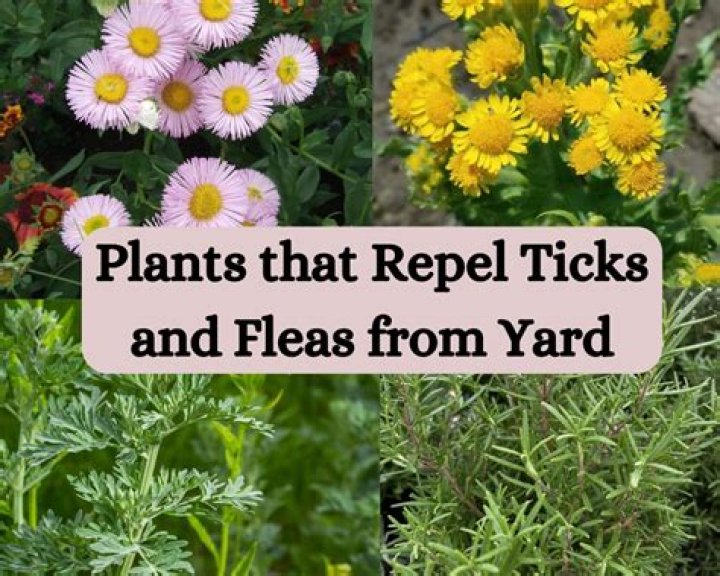 What plants attract ticks?
