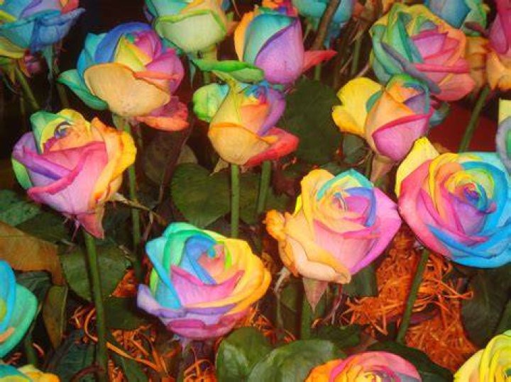What rainbow flowers mean?