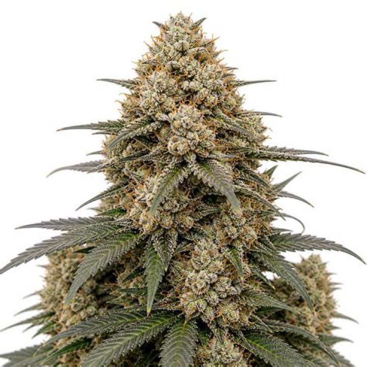 What strain is Cookie Crisp?