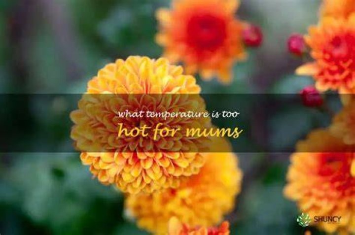 What temperature is too hot for mums?