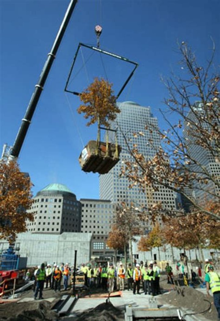 What tree replaced the sycamore at ground zero?