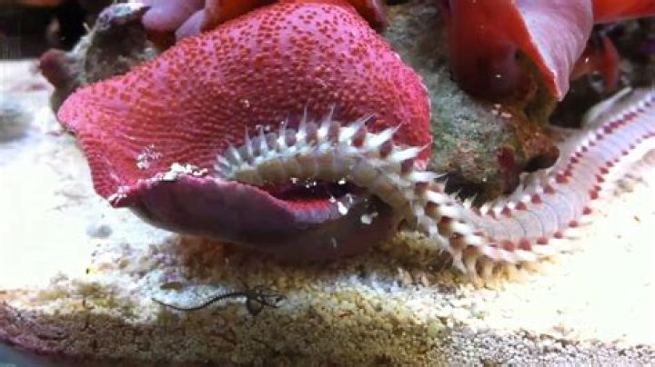 What will eat bristle worms?