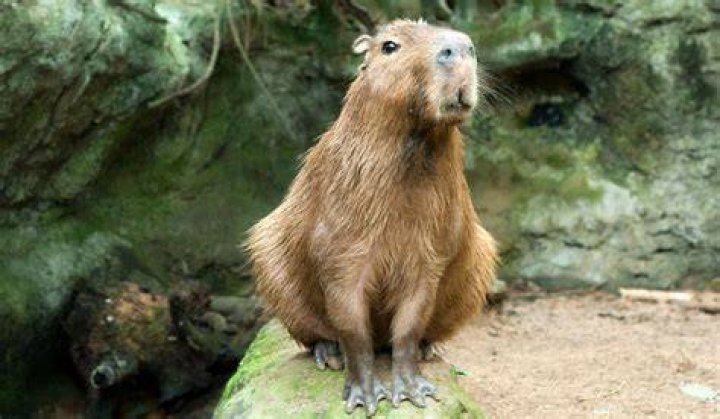Which rodent has no tail?