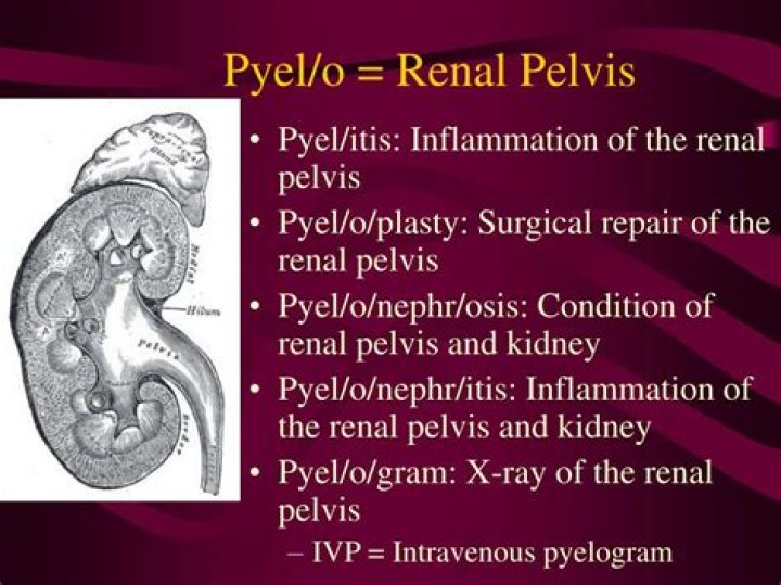 Which term means renal pelvis inflammation?
