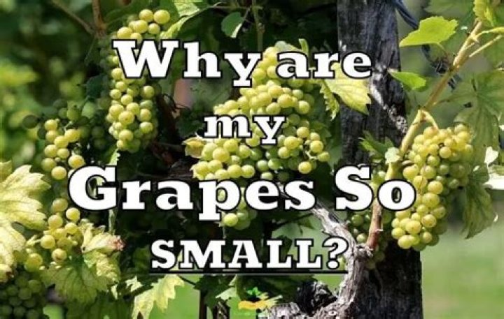 Why are my grapes tiny?