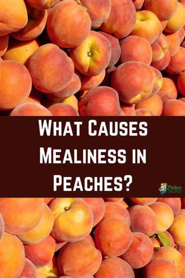 Why do peaches go mealy?