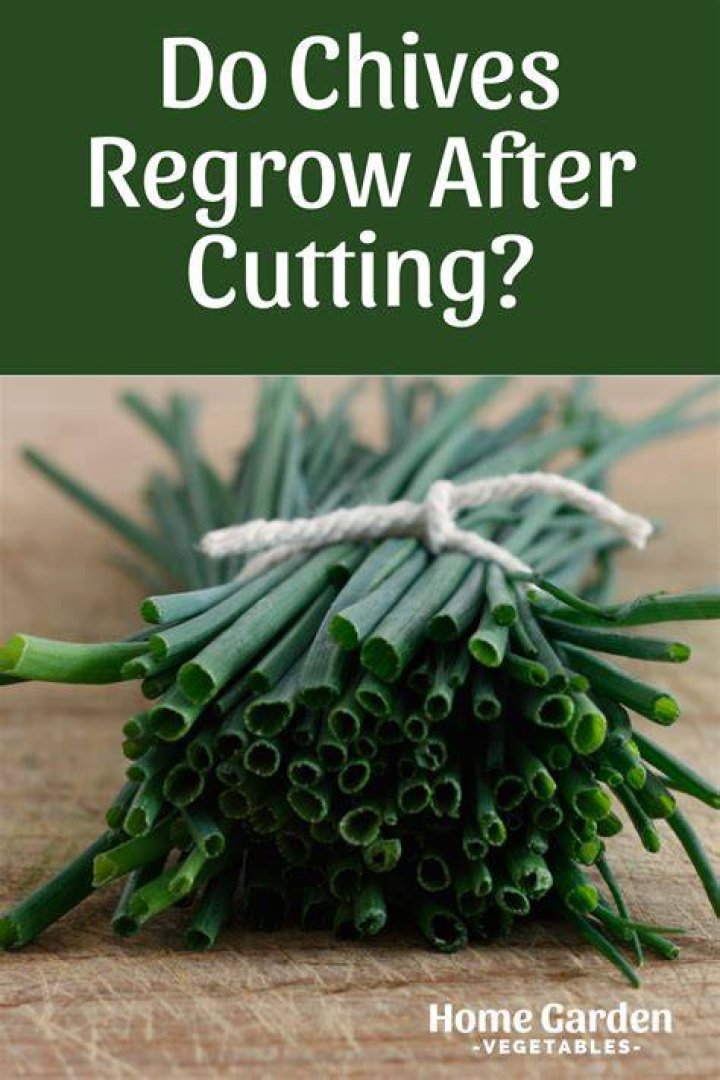 Will chives regrow after cutting?