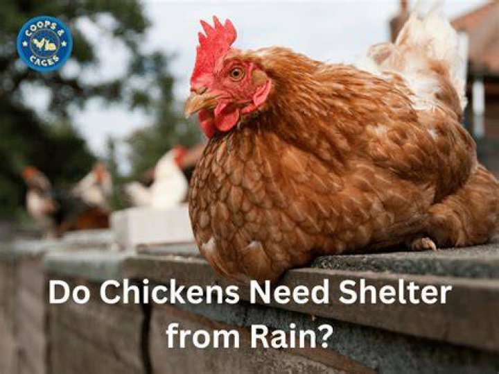 Will rain hurt my chickens?